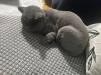 SAHİPLENDİRİLİCEK 4 YAŞINDA KISIR ERKEK KEDİMİZ