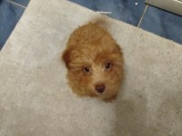 Maltipoo 4 aylık