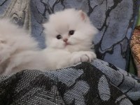 British longhair 55 günlük prenses ve prensler