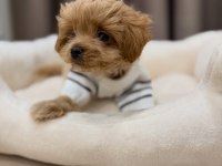 IRK GARANTİLİ MALTİPOO YAVRULARI