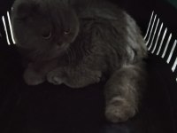 Aşıları tam british shorthair