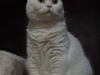 UFAK CİNS KÖPEKLE DEĞERİNDE TAKAS KEDİMİZ