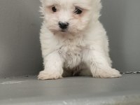 Harika maltese bebekler