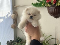 Ayı surat pomeranian yavrumuz