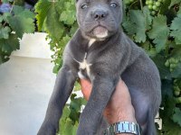 CANE CORSO YAVRULARIMIZ