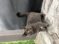 British Shorthair 1 Yaşında