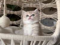 Özel Renk British Shorthair Yavrular