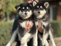 Safkan Alaskan Malamute Yavrularımız