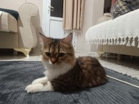 Annem hasta olduğu için kedimizi acil