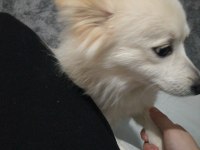 Sahibinden 2 yaşında pomeranian köpeği