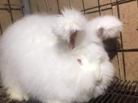 ANGORA TAVŞANI