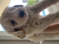 2 aylık yavru maltipoo