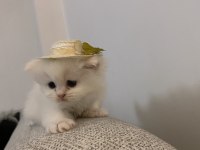 Duygularınızı değiştirecek chinchilla bebişler