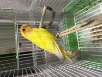 Sevda Papağanı 8 Aylık Lutino Kafesi İle Birlikte