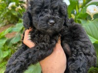 Toy Poodle Siyah