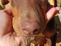 Kızıl asil doberman kardeş yavru 2
