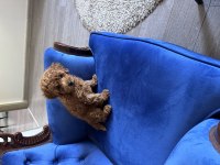 2 aylık erkek poodle