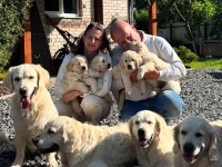 Golden Retriever Adrese Teslim Kapıda Ödeme Yapabilirsiniz