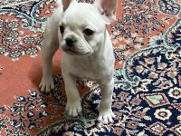 Egzotik French Bulldog Yavrular