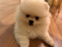 POMERANIAN BOO AYI SURAT