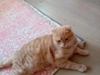 Scottish Fold kırık kulak kedimiz yeni yuvasını arıyor