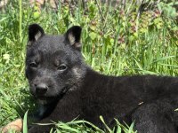 Soli̇d Black - Bicolor Worki̇ngli̇ne Alman Kurdu Yavrular