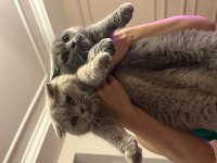 Scottish Fold sahiplendirilecektir