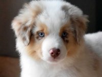 Çok iyi border collie yavruları istanbul