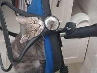 British shorthair mükemmel renk Marsımız ücretsiz