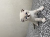 Yavru british shorthair