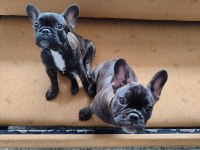 Tiger French Bulldog Yavruları