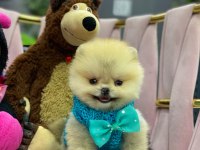 A KALİTE FCİ BELGELİ A KALİTE TEACUP POMERANİAN YAVRULAR