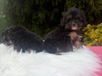 A++ MALTİPOO YAVRULAR 81 İLE GÖNDERİM VAR