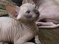 Safkan sphynx (sfenks) 2 aylık, 1 erkek 2 dişi