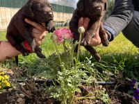 Labrador yavrularımız