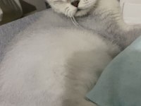 DİŞİ 5 YAŞ BRİTİSH KEDİSİ