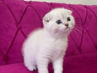 Safkan scottish fold yavrumuz