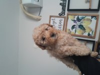 3 AYLIK TOY POODLE YAVRUMUZ