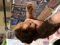 Dark red Toy poodle