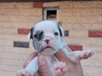 Bir şey anlatmaya gerek yok french bulldog yavrular ortada