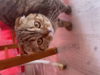 10 aylık dişi scottish fold