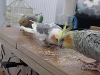full evcil insan canlısı aile üyesi kuşumuz