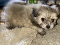 Pomeranian yavru köpekler