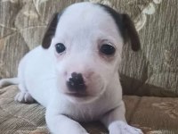 Jack Russell Yavru Köpeğim