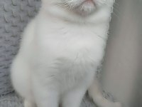 2.5 aylık dişi british longhair