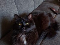 Yetişkin Norveç Orman Kedisi