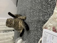 Scottish fold
