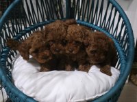 Poodle Uzun kulaklar