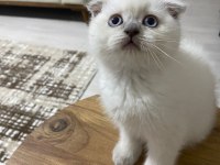 YAVRU MUHABBET KUŞU KEDİ