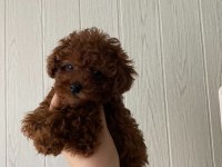 Toy poodle ev ortamında